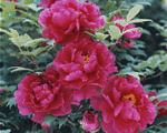 須賀川牡丹園　Sukagawa peony garden